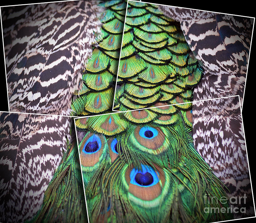 Peacock Plumage Altered Version  Digital Art by Jim Fitzpatrick