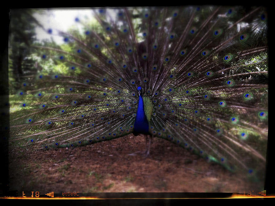 Peacock Plumage Photograph
