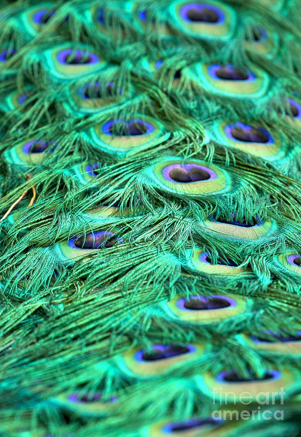 Peacock Plumage Designs Photograph by Adam Jewell