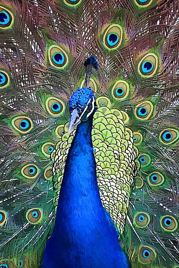 Peacock Plumage Photograph by Jenny Hudson
