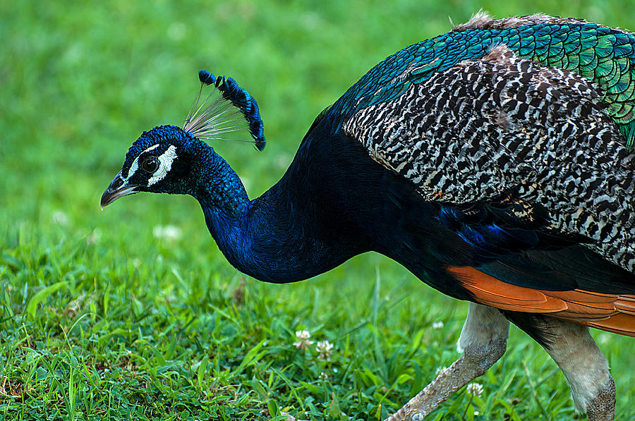 Peacock Portrait 5 Photograph