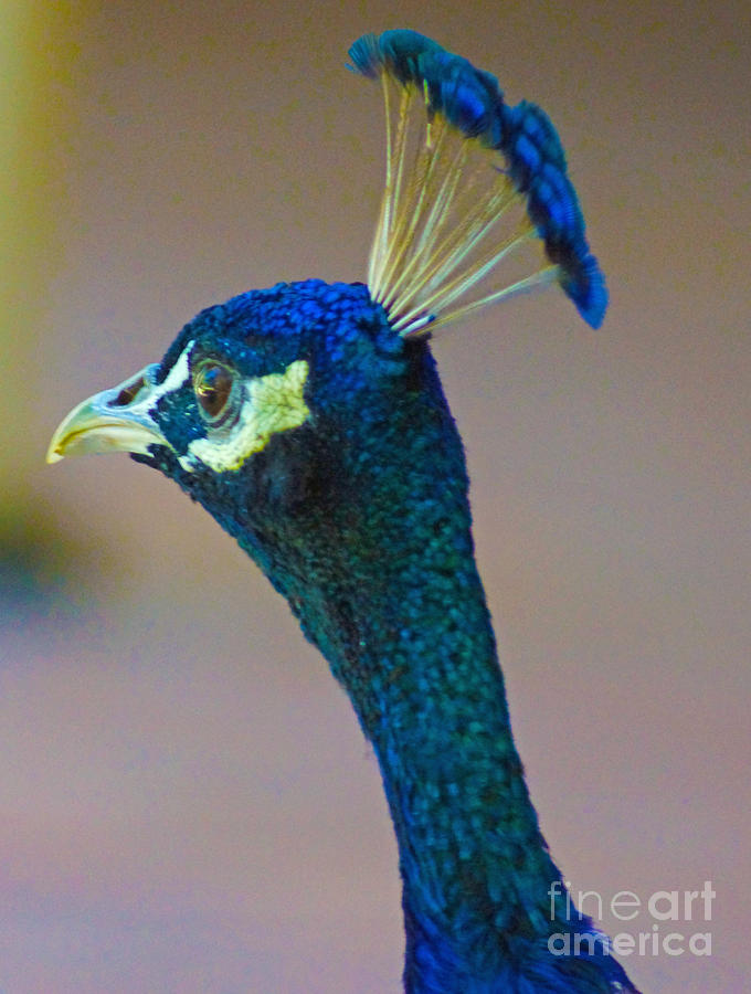 Peacock Portrait Photograph by Cassandra Buckley