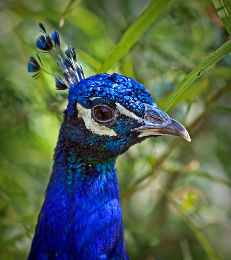 Peacock Portrait Photograph by Elaine Malott
