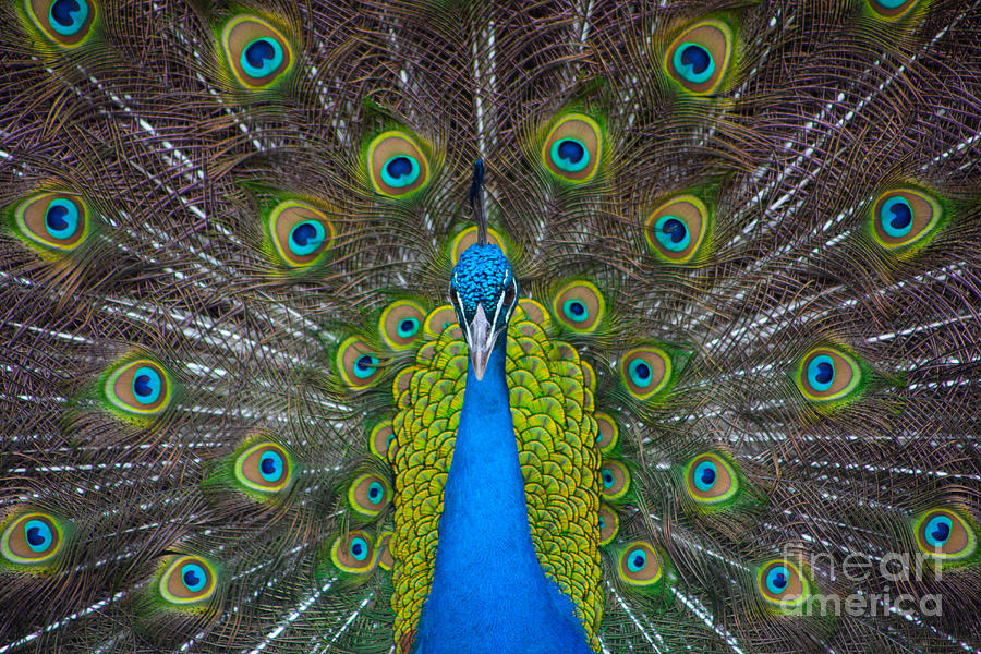 Peacock Portrait Photograph by Kimberly Blom-Roemer