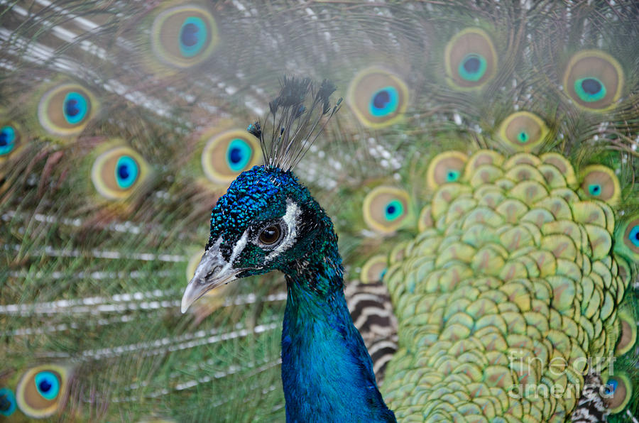 Peacock Portrait Photograph by Laurel Best