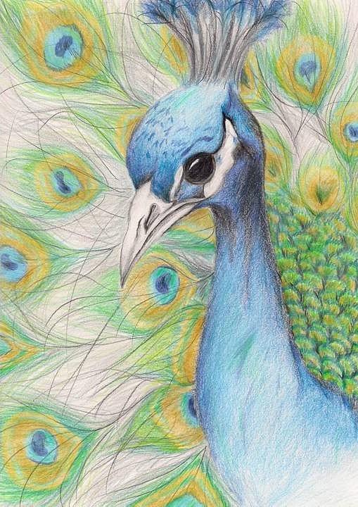 Peacock Portrait Drawing by Laurie Pike