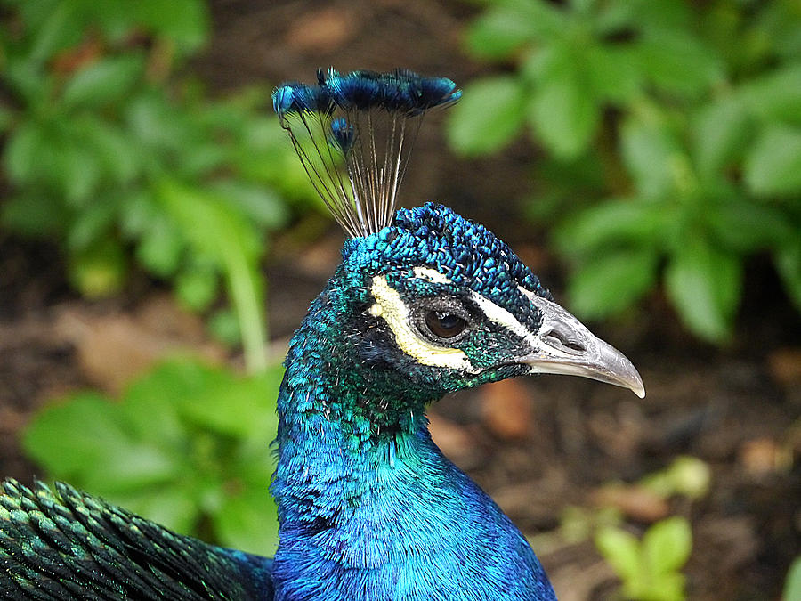 Peacock - Portrait Photograph by Richard Reeve