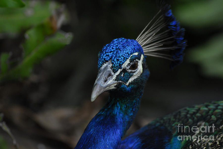 Peacock Pride Photograph by Quinn Sedam