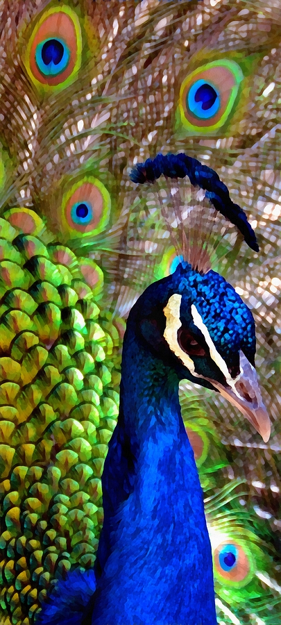 Feather Photograph - Peacock Pride Revisited by Angelina Tamez