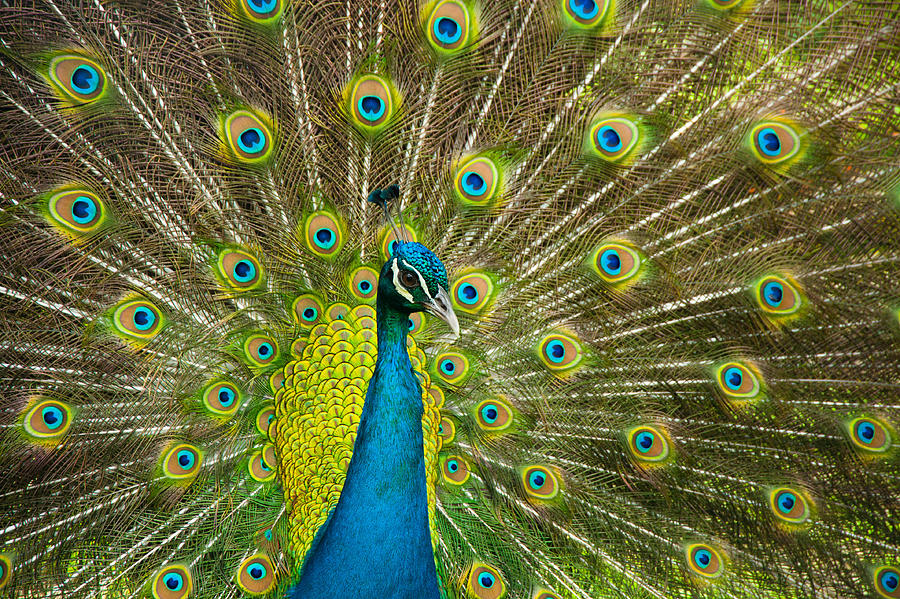 Animal Photograph - Peacock Pride by Zina Zinchik