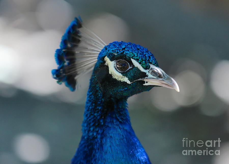 Peacock Profile Photograph By Carol Groenen 5144