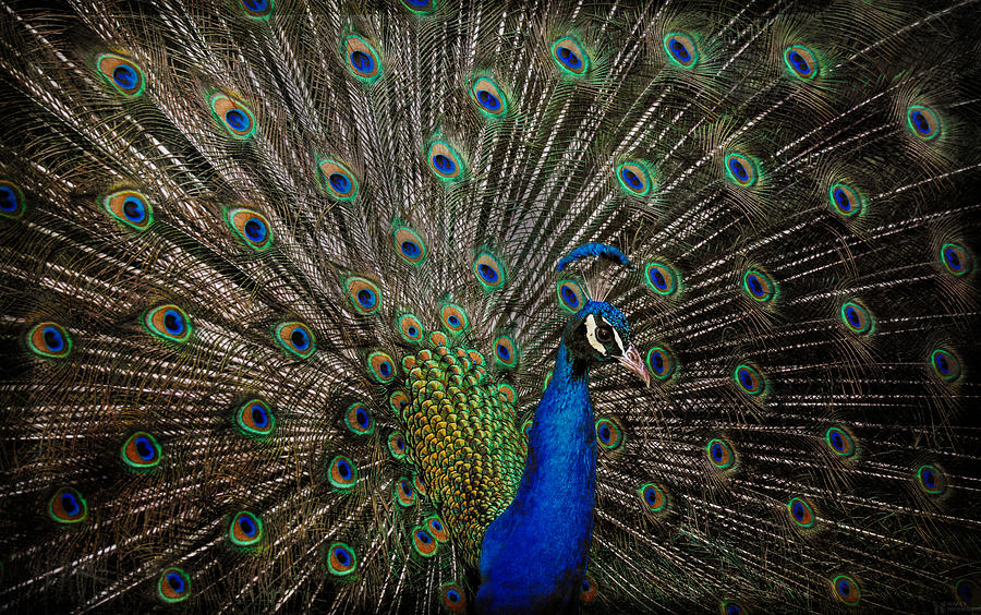 Peacock Profile Photograph by Elaine Malott