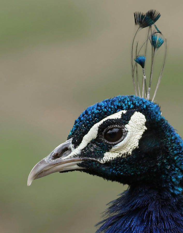 Peacock Profile  Photograph by Ernest Echols