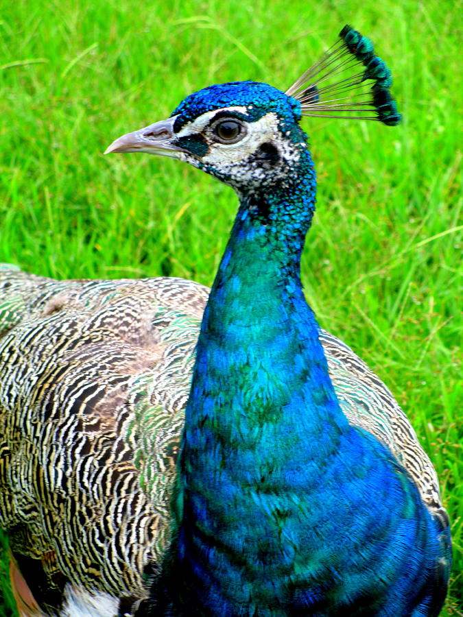 Peacock Profile Photograph by Randall Weidner