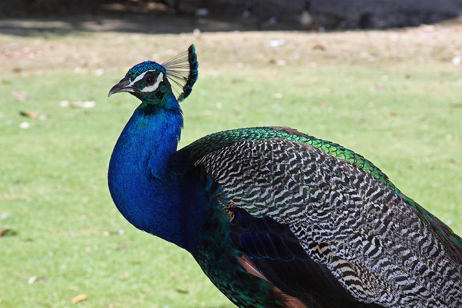 Peacock Profile Photograph by Shoal Hollingsworth