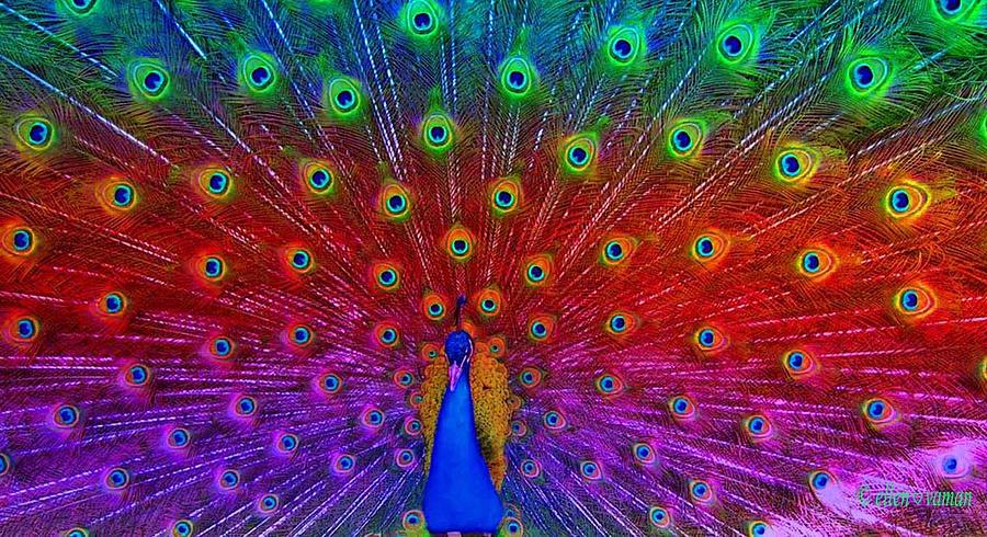 Peacock Rainbow Digital Art by Ellen Vaman