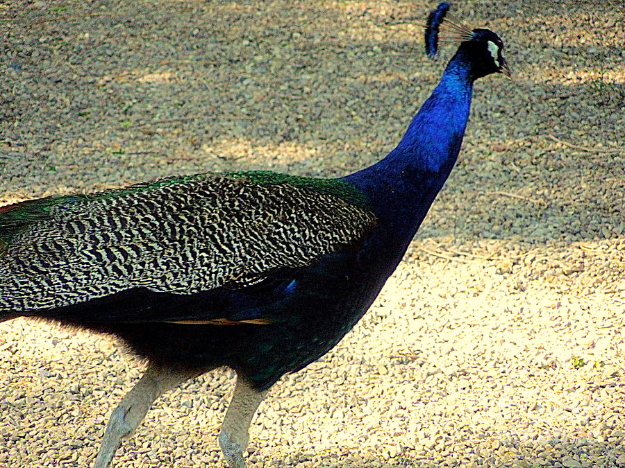 Peacock Photograph by Richard W Linford