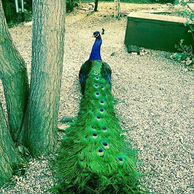 Peacock Photograph - #peacock Roaming Free #bird by Mysti Jade