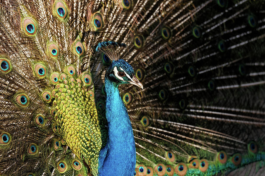 Peacock Photograph by Roberto Defraia