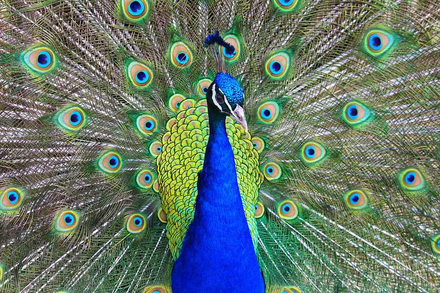 Peacock Photograph by Roger Becker