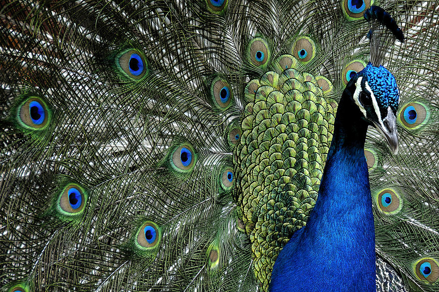 Peacock Photograph - Peacock by Ron White