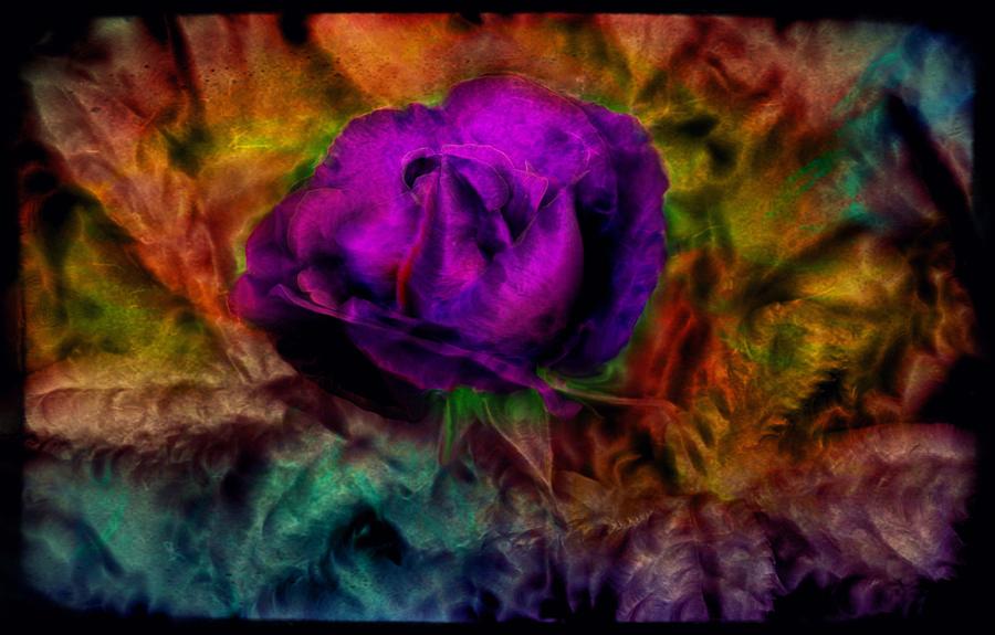 Peacock Rose Digital Art by Lilia S