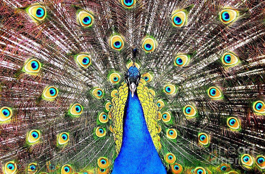Peacock Photograph by Rose Santuci-Sofranko