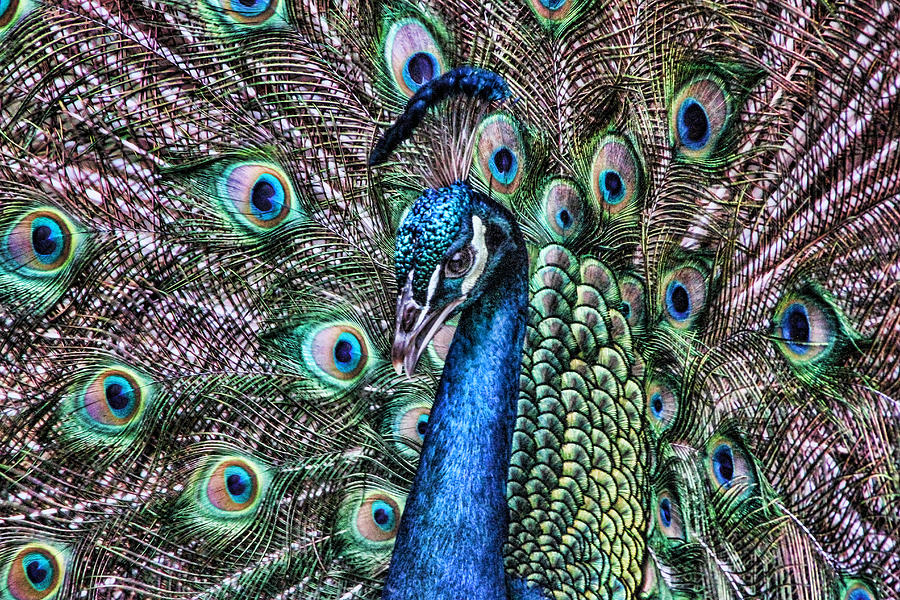 Peacock Digital Art by Photographic Art by Russel Ray Photos