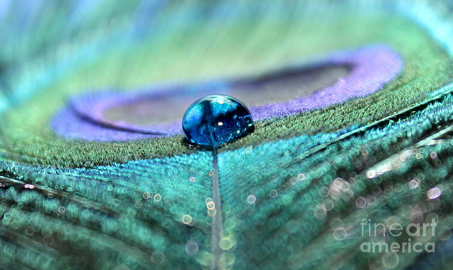 Peacock Saphire Photograph by Krissy Katsimbras