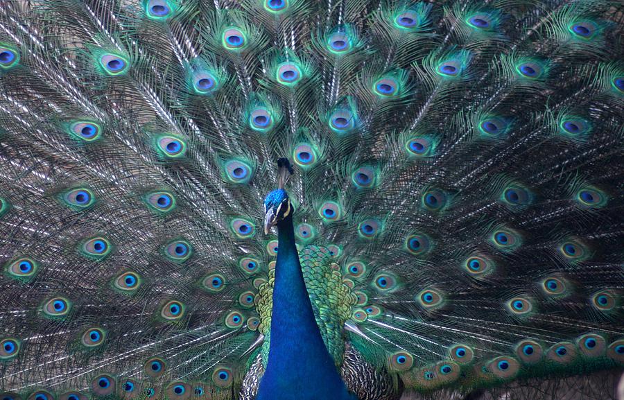 Peacock Photograph by Scott Cunningham