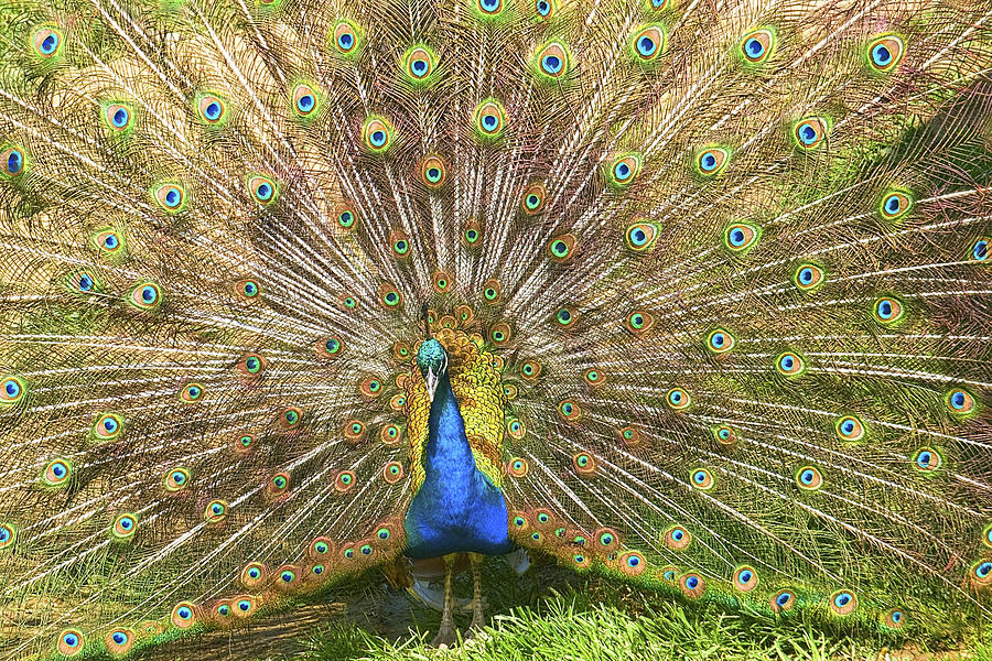 Peacock Photograph by Scott Hansen