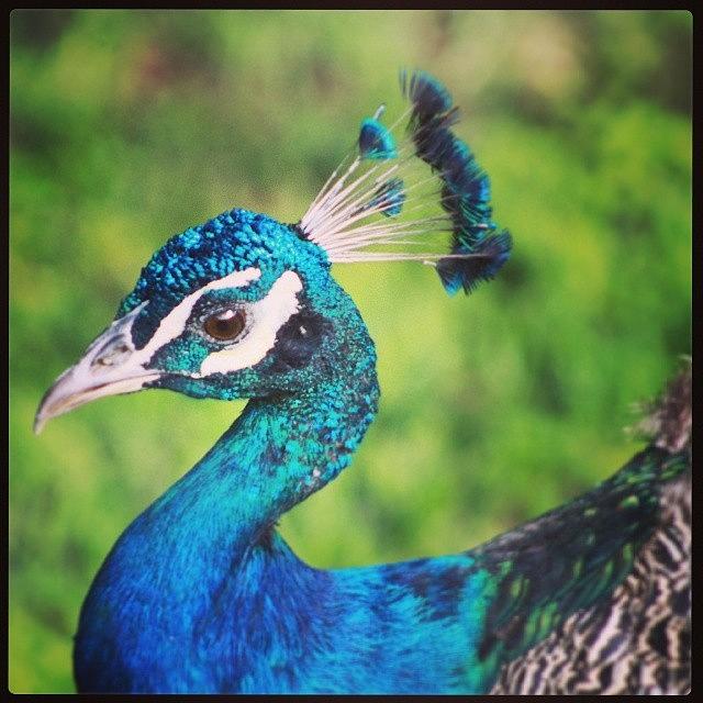 Bird Photograph - Peacock Beauty by Chris Reid