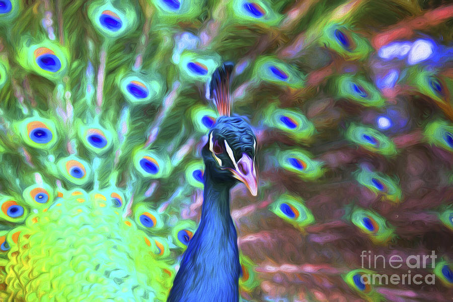 Peacock Photograph by Sheila Smart Fine Art Photography