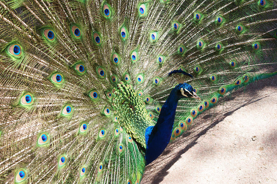 Peacock Show Photograph by Ernest Echols