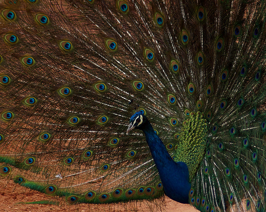 Peacock Show Off Photograph by Ernest Echols