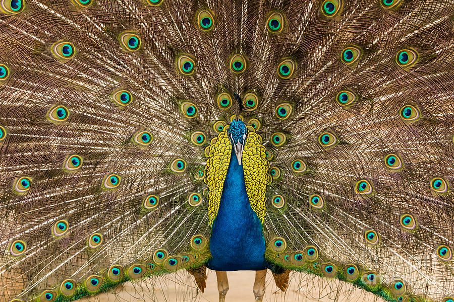 Peacock showing its beautiful feathers Photograph by Tosporn Preede