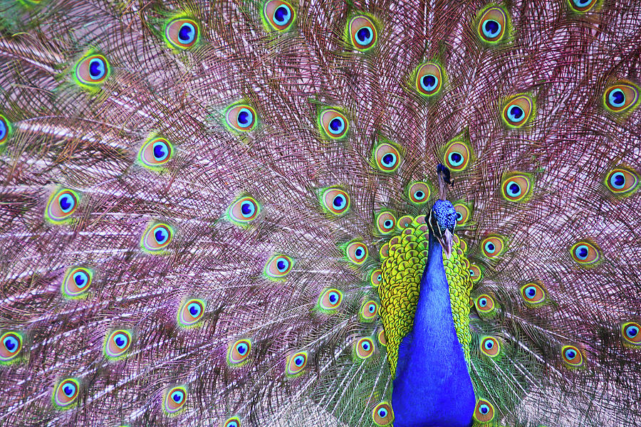 Peacock Showing Off His Feathers Photograph by Daniela Duncan
