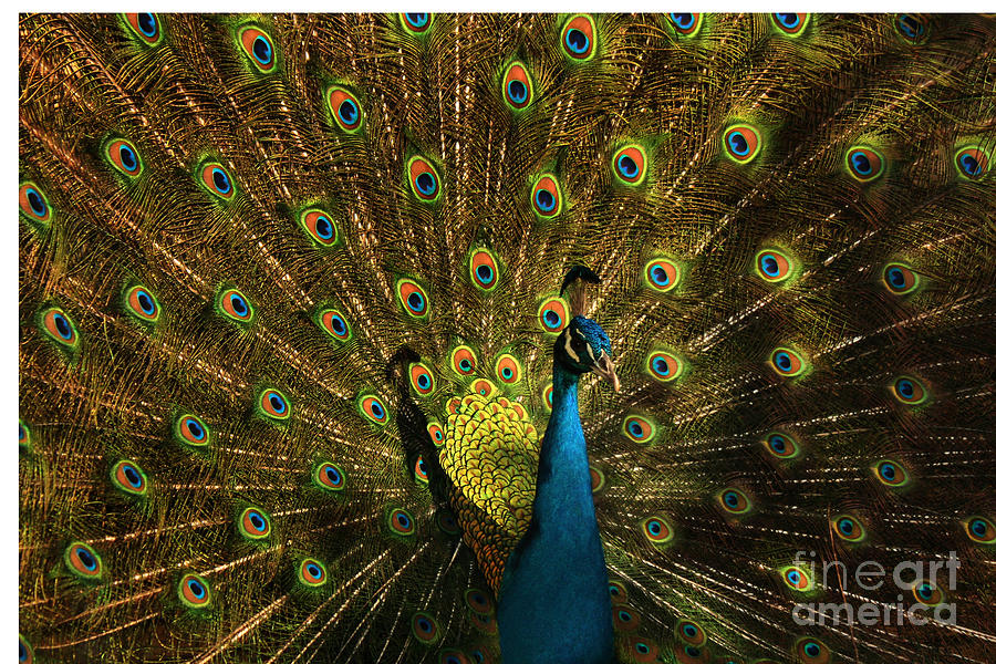 Peacock showing off Photograph by Jasper Van Vessem