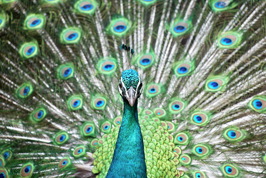 Peacock Photograph by Shui Ta Shan