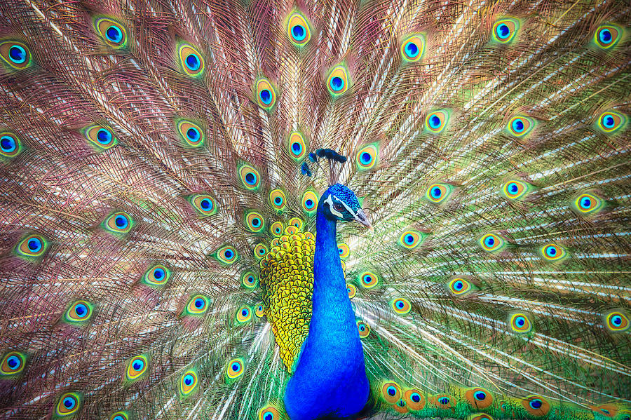Peacock Photograph by Shuwen Wu