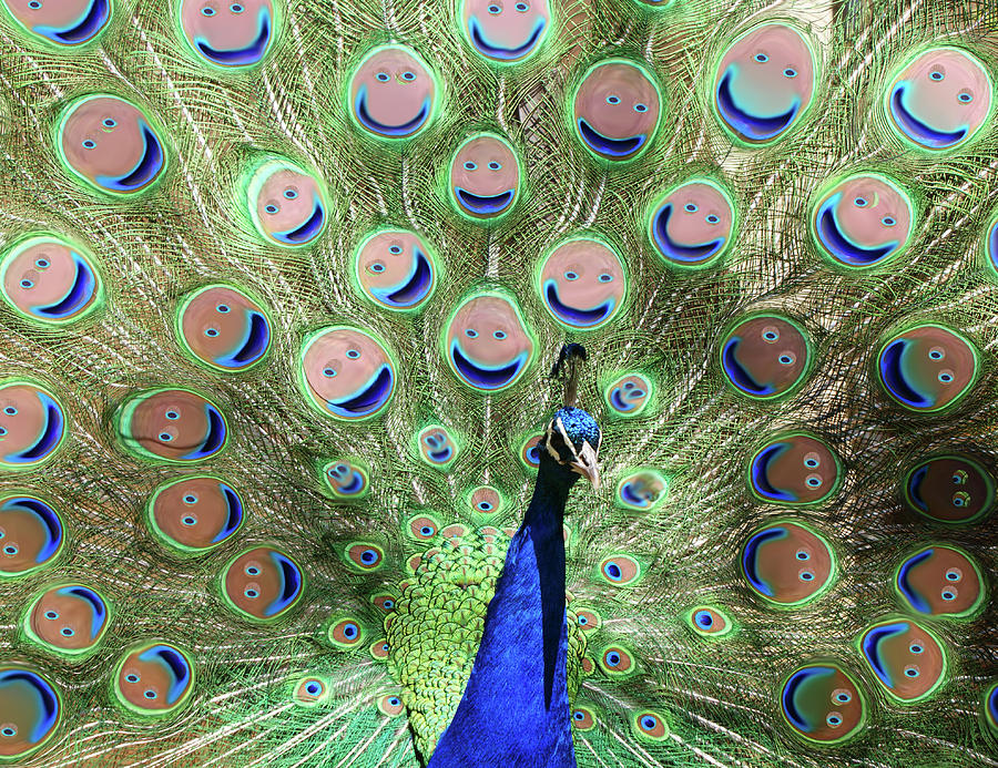 Peacock Smiles Photograph by Ernest Echols