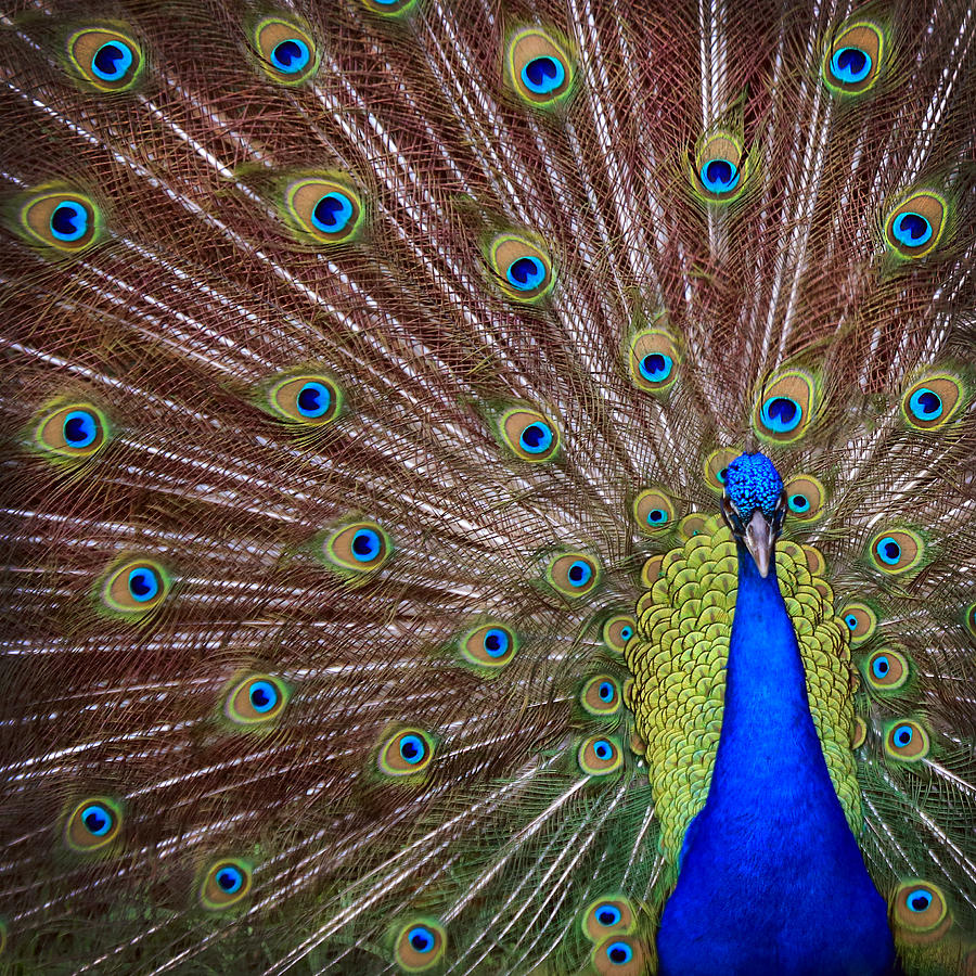 Peacock squared Photograph by Jaki Miller