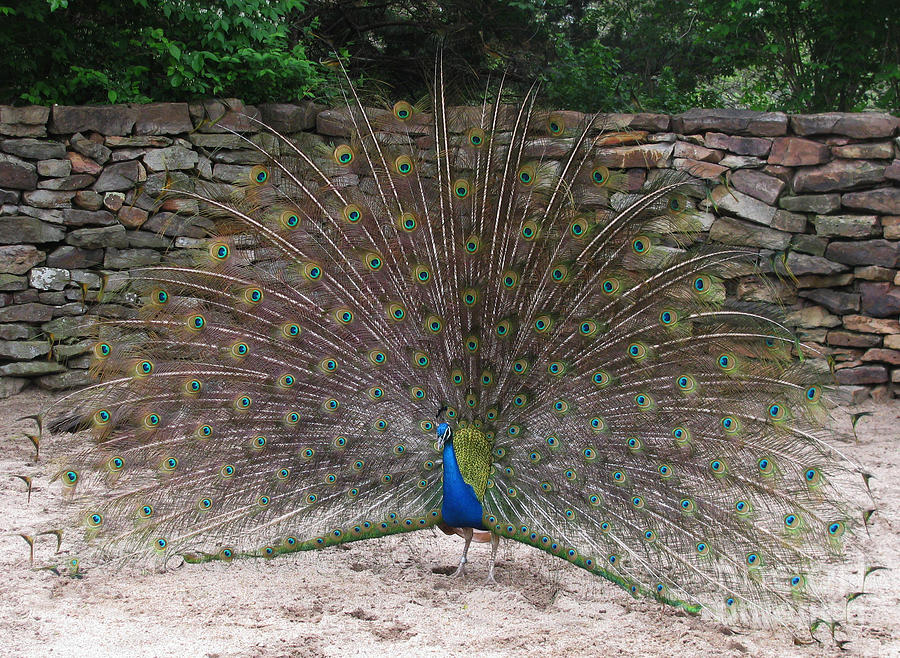 Peacock Photograph by Steven Parker