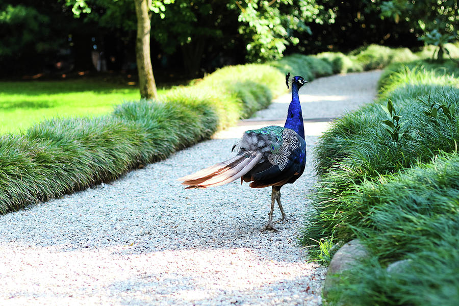 Peacock Strolling Along A Path In A Park Photograph by Carolin Voelker