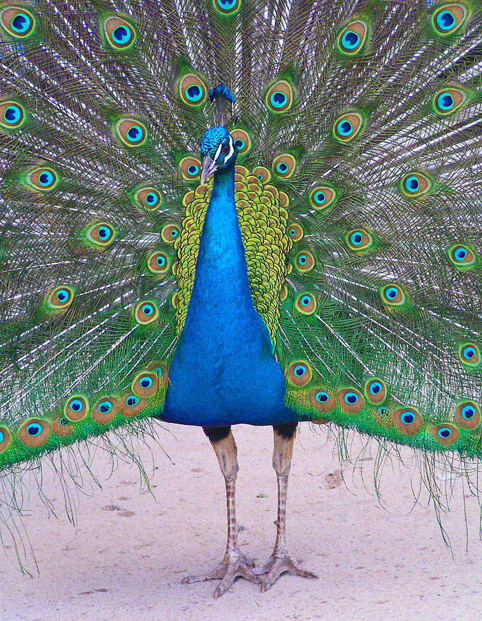 Peacock Strolling Photograph by Margaret Saheed
