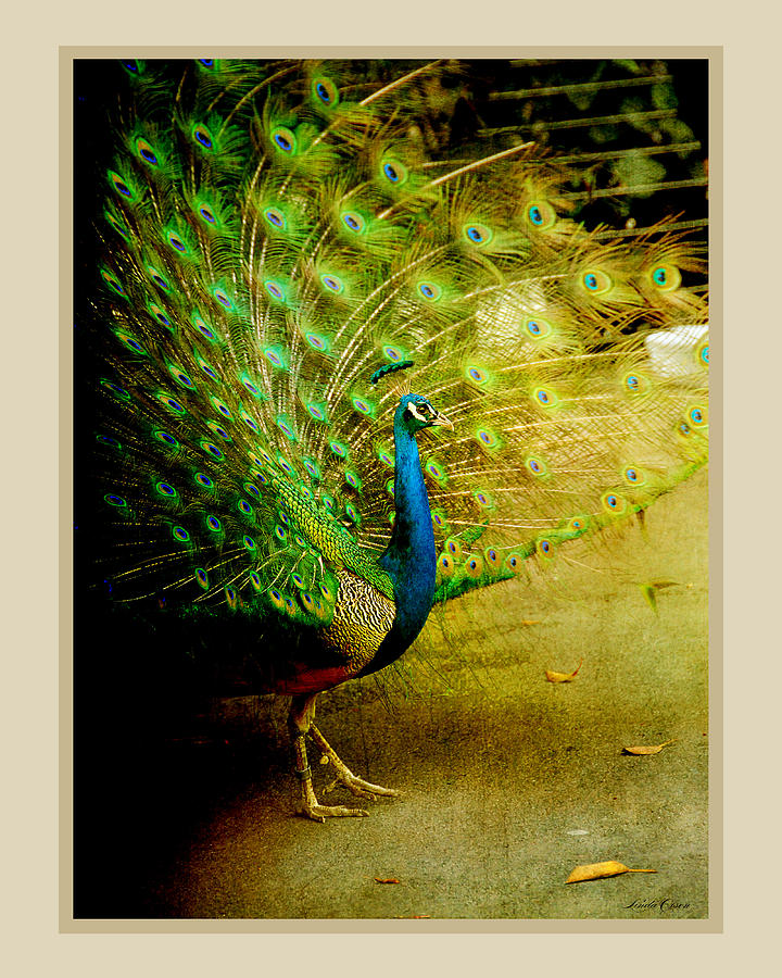 Peacock Strut Photograph by Linda Olsen
