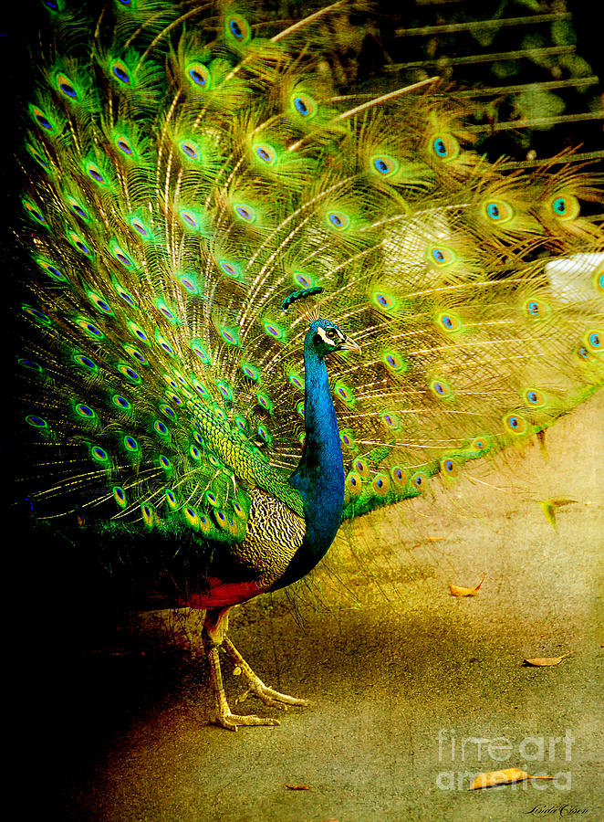 Peacock Strut NB Photograph by Linda Olsen