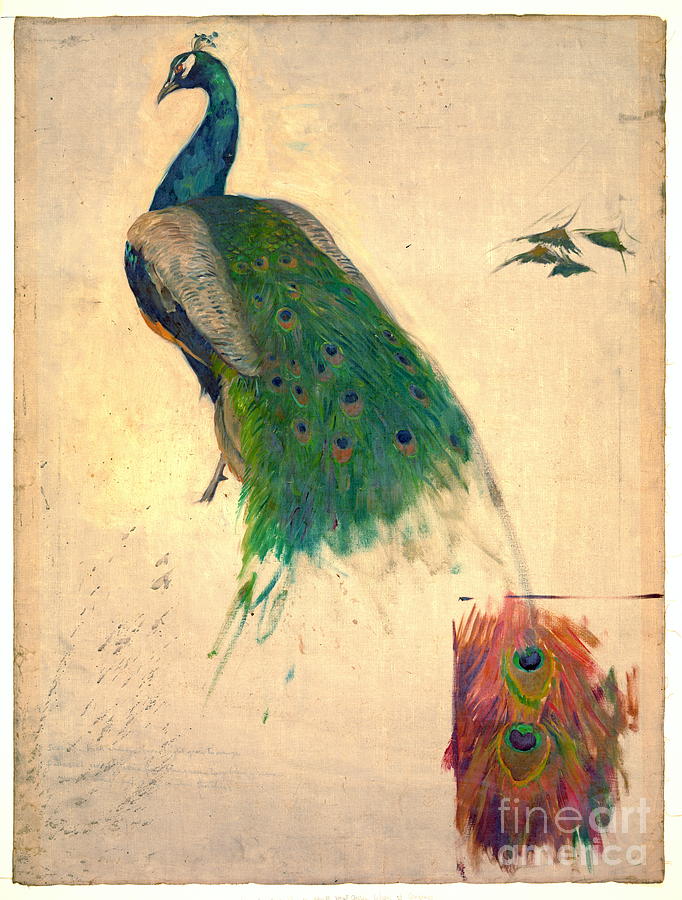 Peacock Photograph - Peacock Study 1896 by Padre Art