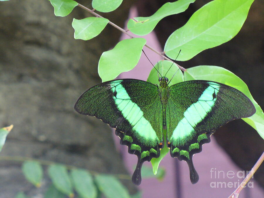 Peacock Swallowtail Photograph by Lingfai Leung