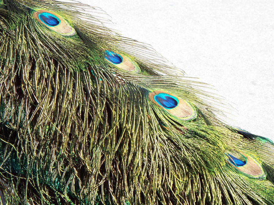 Peacock Tail 2 Photograph by Caryl J Bohn
